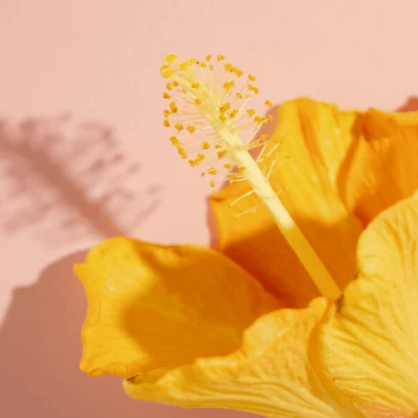 Hibiscus Oil