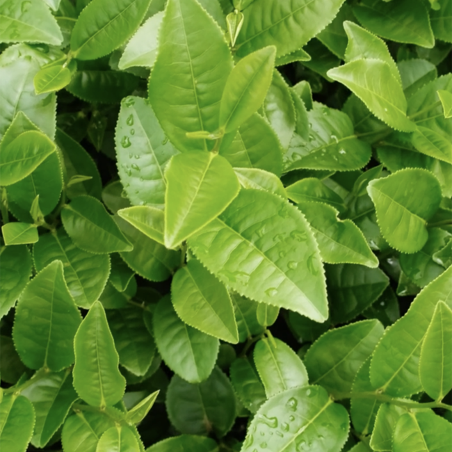 Green Tea In Skincare 
