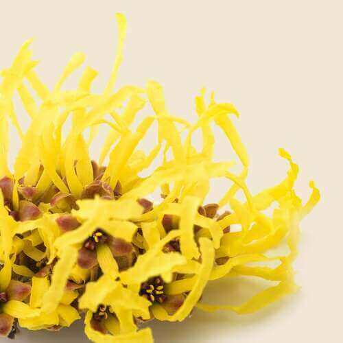 Witch Hazel