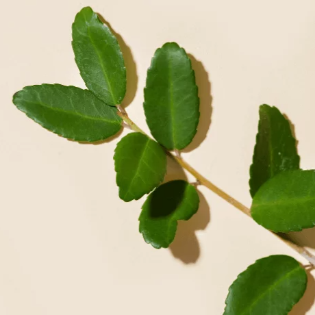 Yaupon Holly
