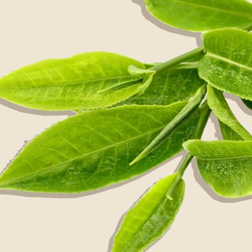 Green Tea