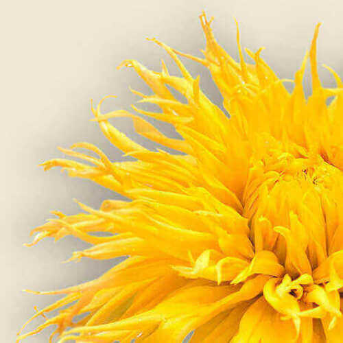 Safflower Oil
