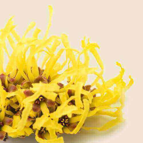 Witch Hazel