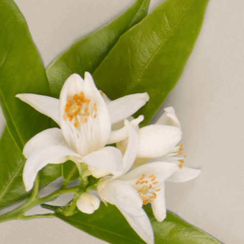 Orange Blossom