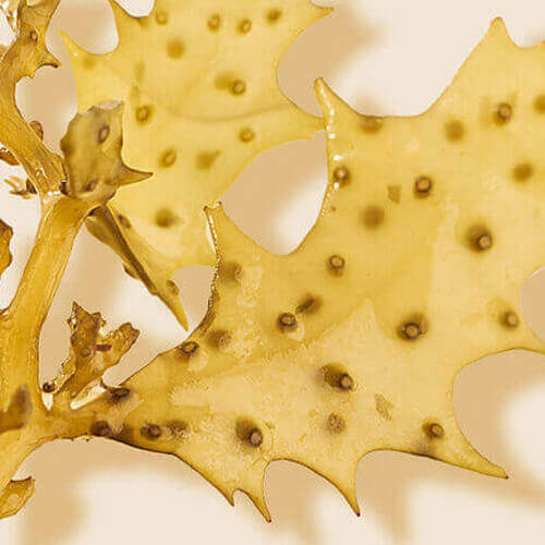 Marine Algae