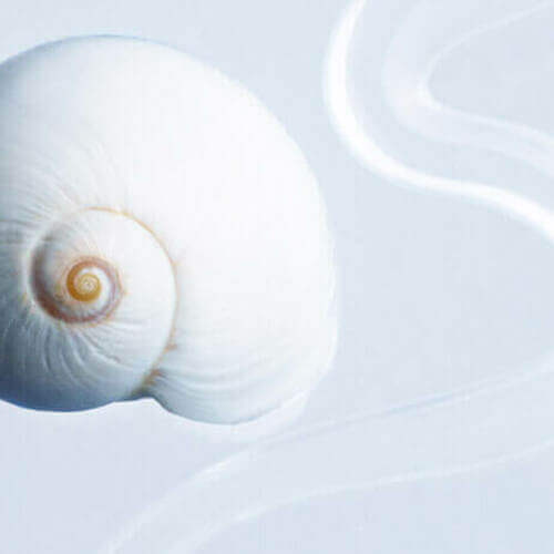 Snail Mucin