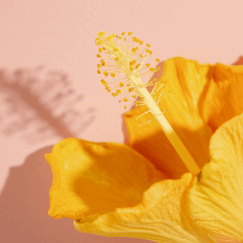 Hibiscus Oil