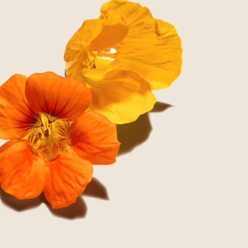Nasturtium Flower Extract