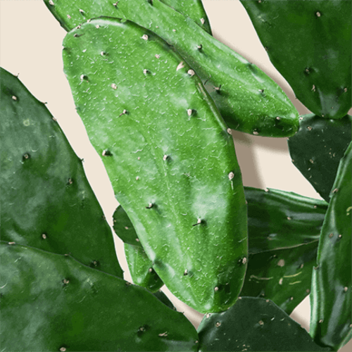 Cactus Water