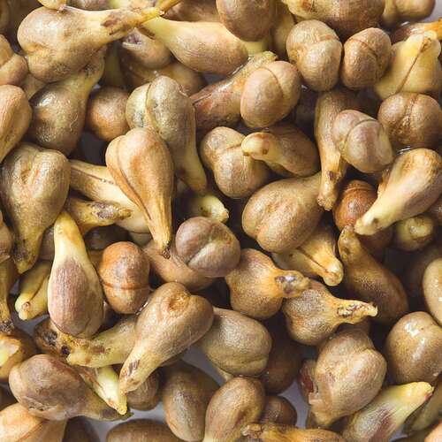 Grape Seed